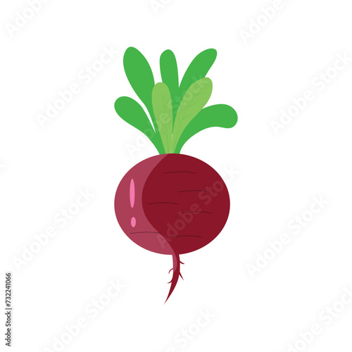 Vector radish vegetable