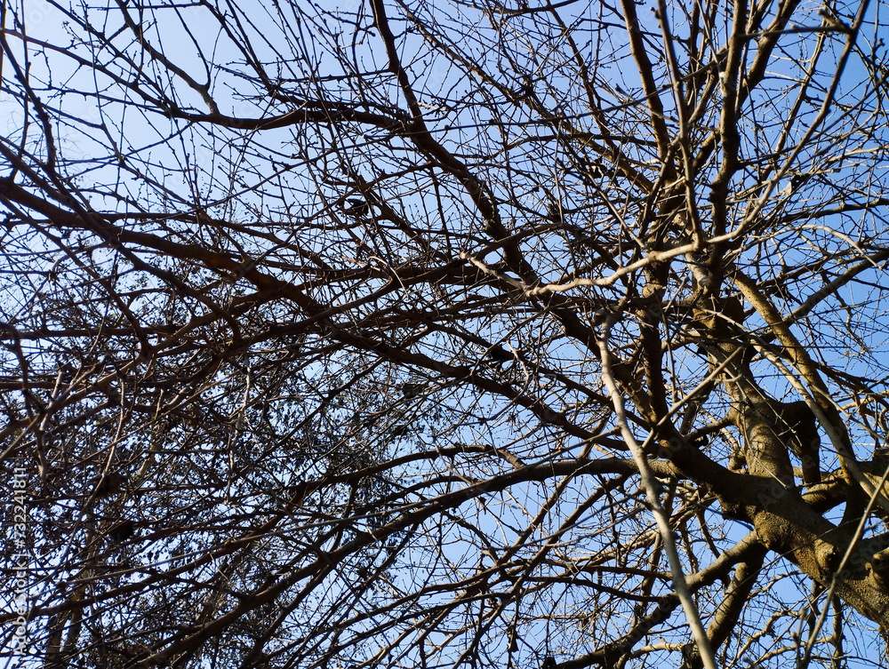 branches of a tree in winter season branches of a tree in winter season