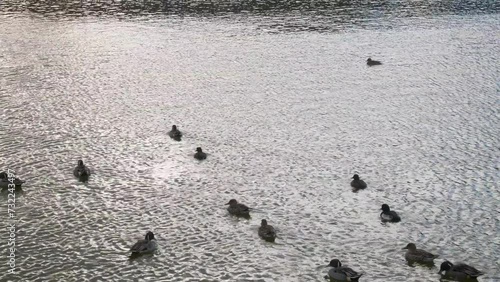 A flock of ducks swimming in the lake