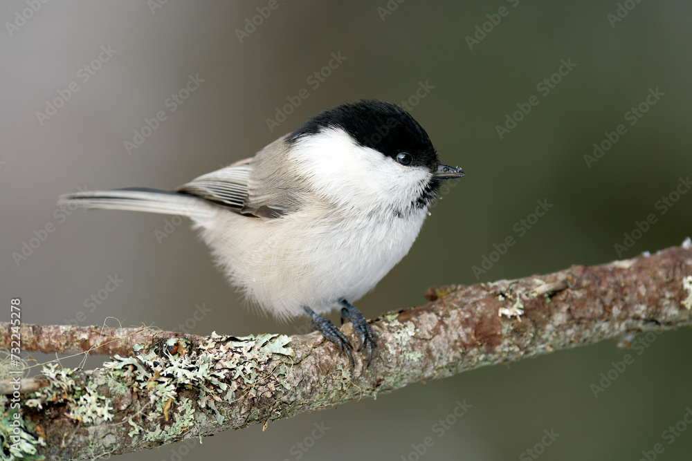 A willow tit (Poecile montanus) perched on a branch A willow tit (Poecile montanus) perched on a branch