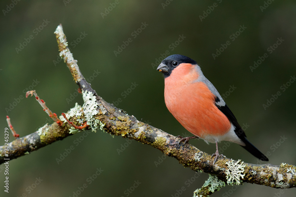 A portrait of a male bullfinch (Pyrrhula pyrrhula) perched on a branch A portrait of a male bullfinch (Pyrrhula pyrrhula) perched on a branch