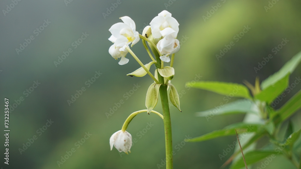 Eulophia nuda (spectacular eulophia, Amarkand). This plant have been used for the treatment of tumors, scrofulous glands of neck