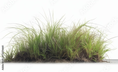 green grass isolated on white background with clipping path