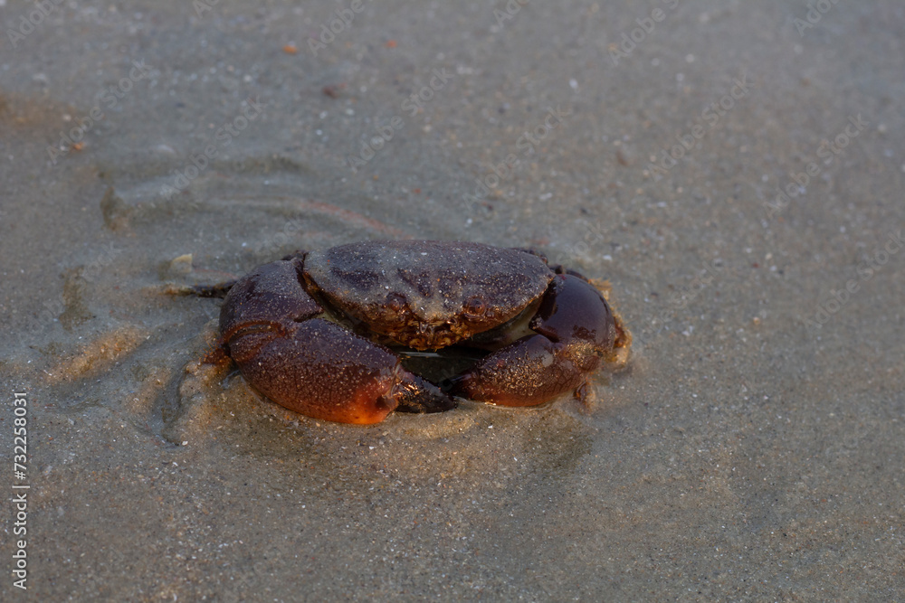 Scylla serrata or Serrated Mud Crab on the sand beach with sunlight in the evening.
