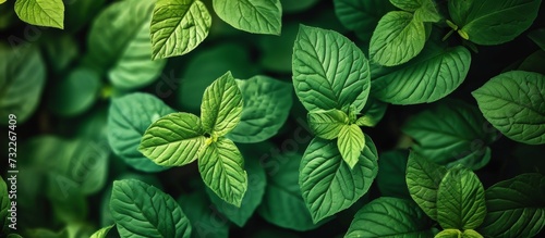 A close up of green leaves on a plant, an organism that can be a terrestrial plant, groundcover, grass, annual plant, or flowering plant.