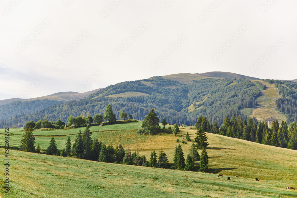 green meadow on the background of mountains where cows graze