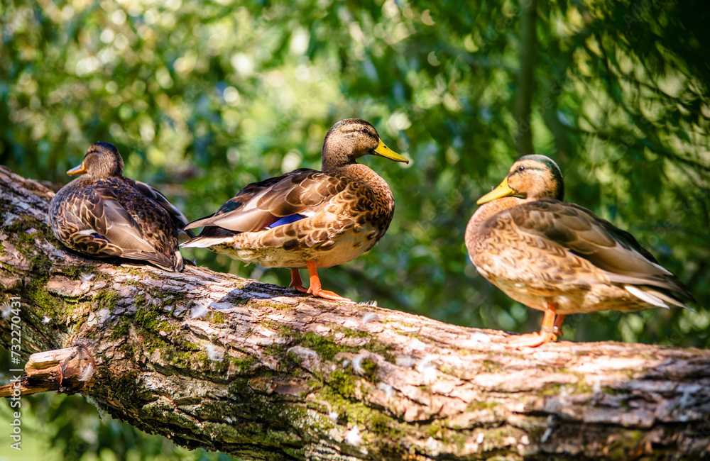 Wild ducks sit on a tree near the water
Wild ducks sit on a tree near the water