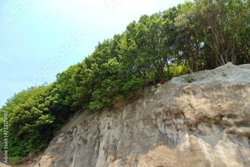 崖の上の樹木