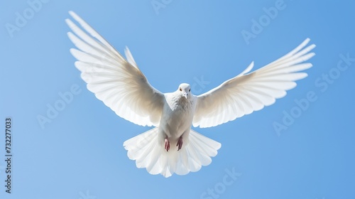 dove flies in the blue sky 