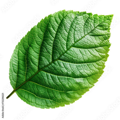 Fluttering Leaf in the Wind Isolated on Transparent or White Background, PNG