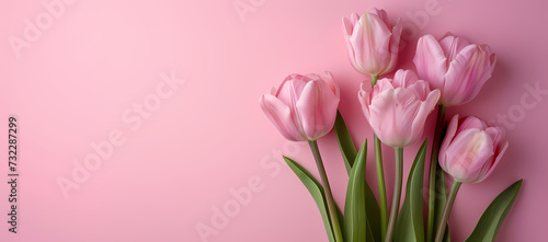 Pink tulips on a pink background with space for writing © Jameel