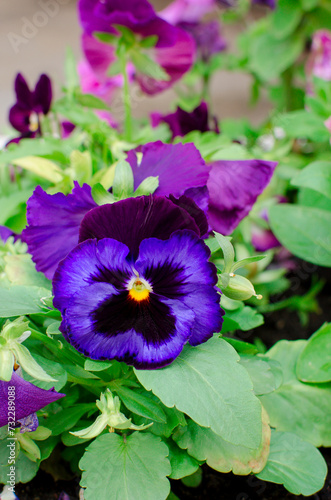 Pansy flowers or spring garden viola tricolor in spring garden. Gardening  landscape design  gardening with annual plants. Vertical Photograph.