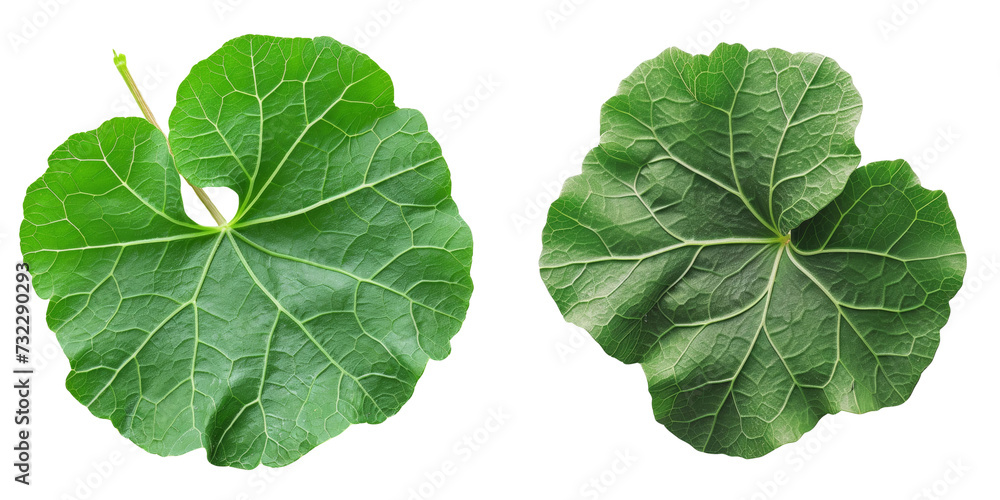 Nasturtium Leaf Set Isolated on Transparent or White Background, PNG Nasturtium Leaf Set Isolated on Transparent or White Background, PNG