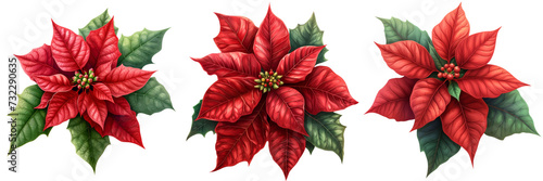 Christmas Poinsettia Set Isolated on Transparent or White Background  PNG