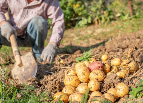 a man with a shovel harvests potatoes. Organic food.