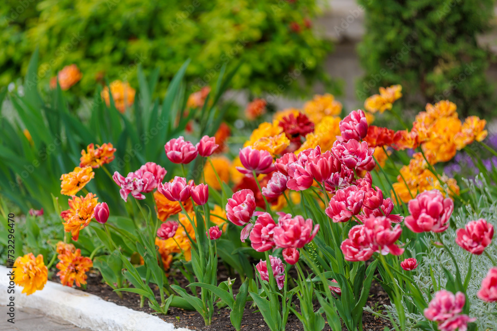 Obraz premium Flowers in a flower bed tulips. Greening the urban environment. Background with selective focus