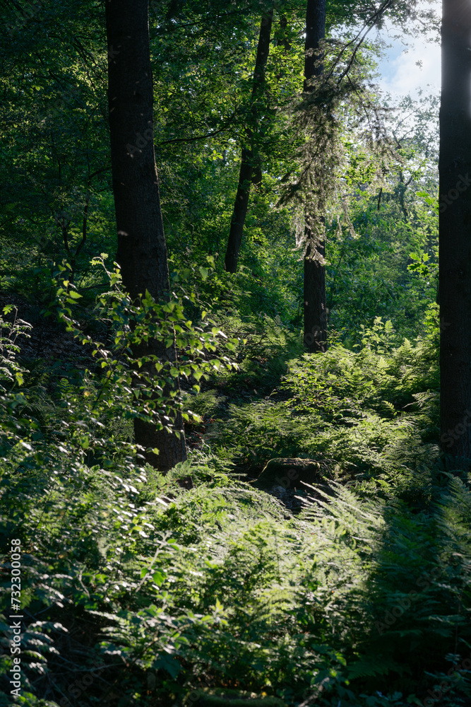 Obraz premium Ferns growing on the forest floor of the Veluw near Loenen in The Netherlands.