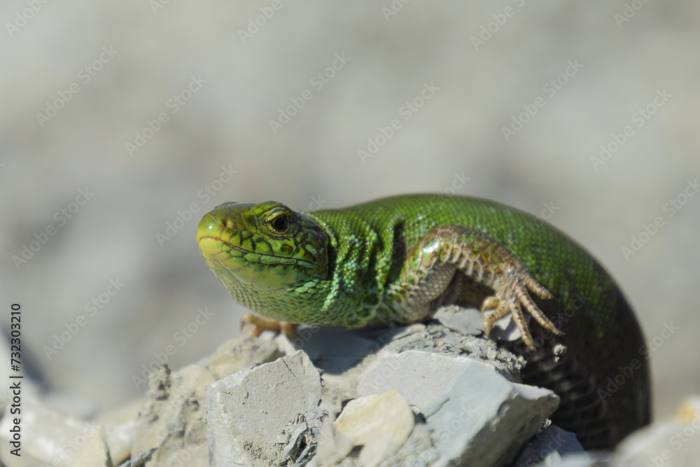 Sand lizard. An ordinary quick green lizard.
