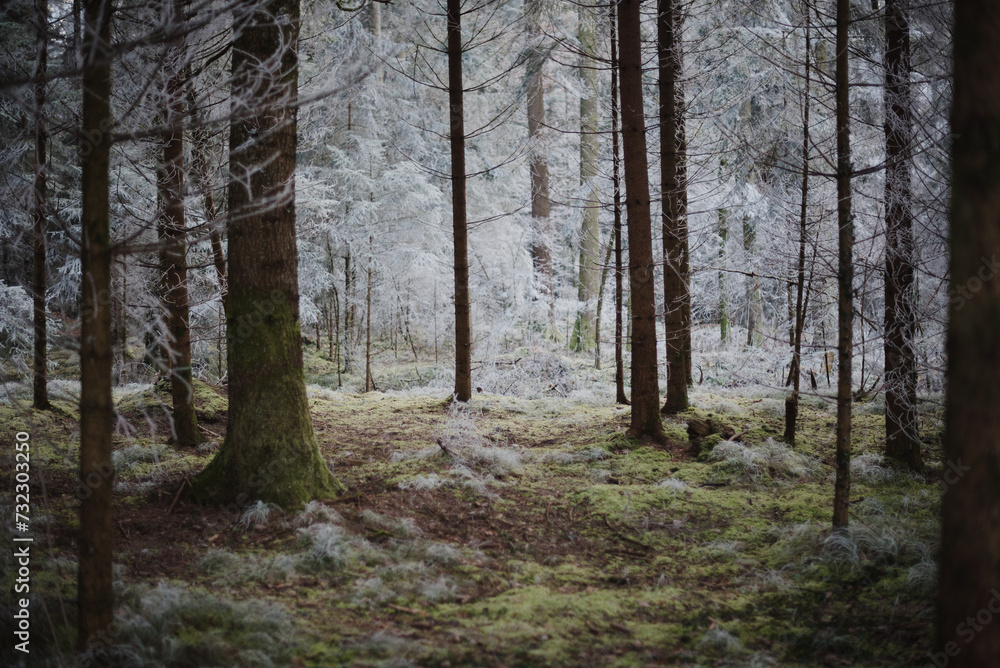 Frozen and misty enchanted forest with green moss
