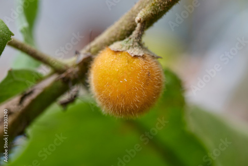 Картината върху платно Close-up view of ripe Hairy-fruited eggplant on tree branch
