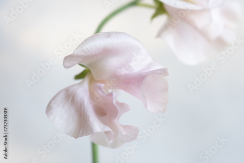 Close-up of light pink sweet pea flower.