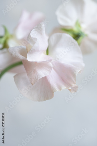 Close-up of light pink sweet pea flower.