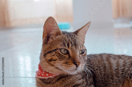 cat lying on the floor with a red polka dot bandana, relaxed indoors.