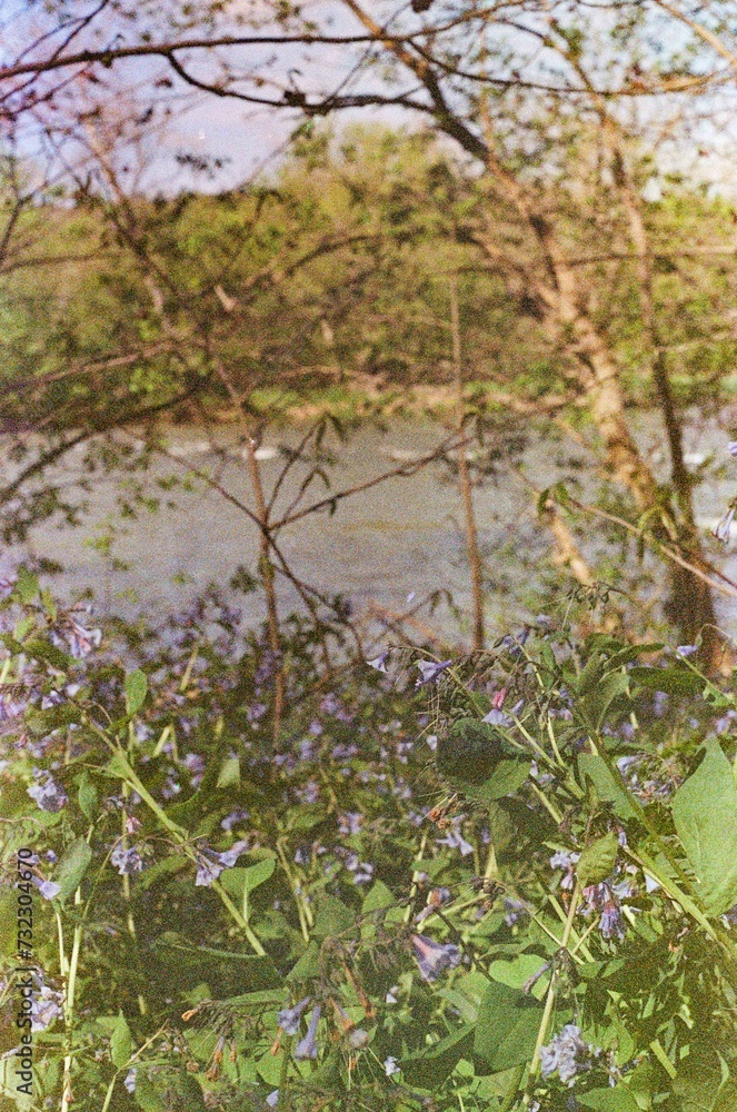 Whimsical Soft Focus Virginia Garden Whimsical Soft Focus Virginia Garden