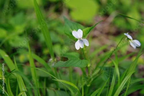 草地に白いスミレの花 © yumiko