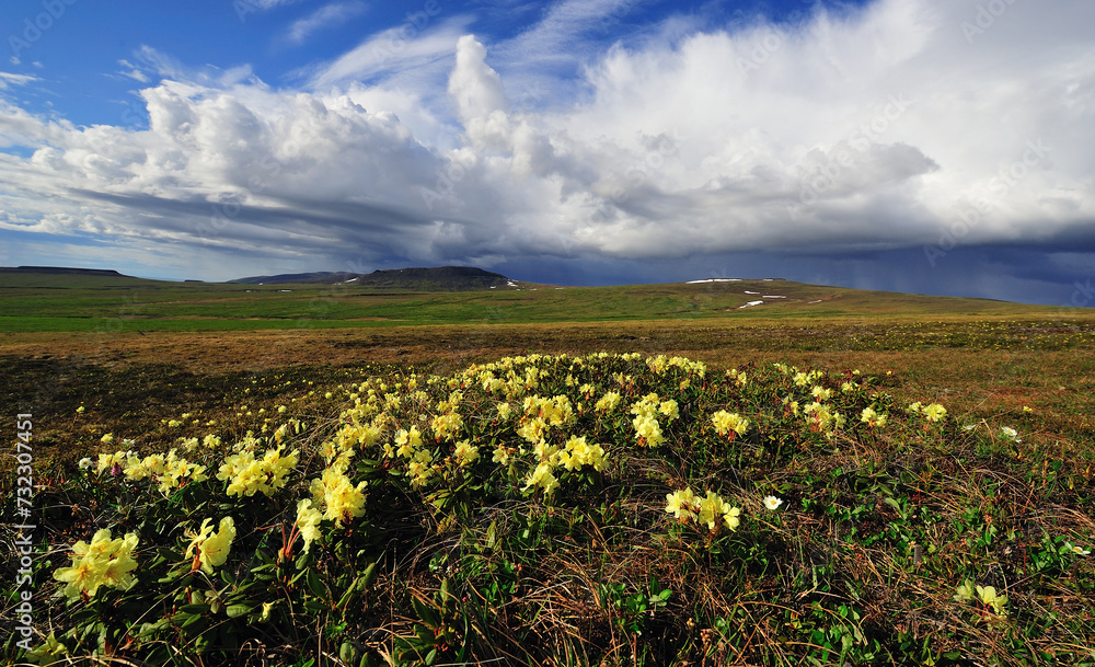 field of golden rhododendrons in tundra