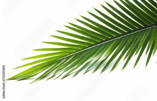 Palm leaf for your design. Isolated on white background