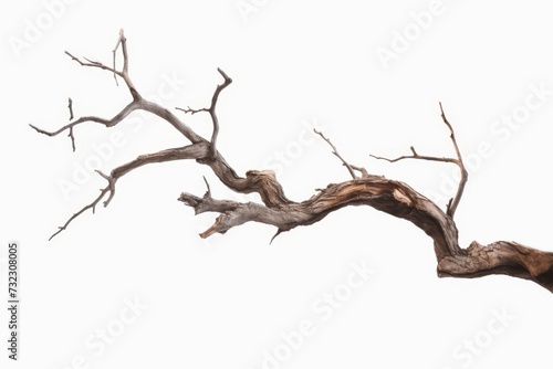 Dead tree isolated on white background  Dead branches of a tree.Dry tree branch