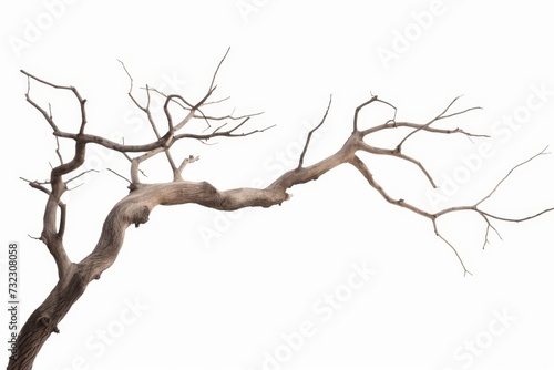 Dead tree isolated on white background, Dead branches of a tree.Dry tree branch