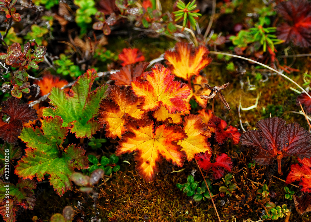 autumn leaves of cloudberry in tundra autumn leaves of cloudberry in tundra