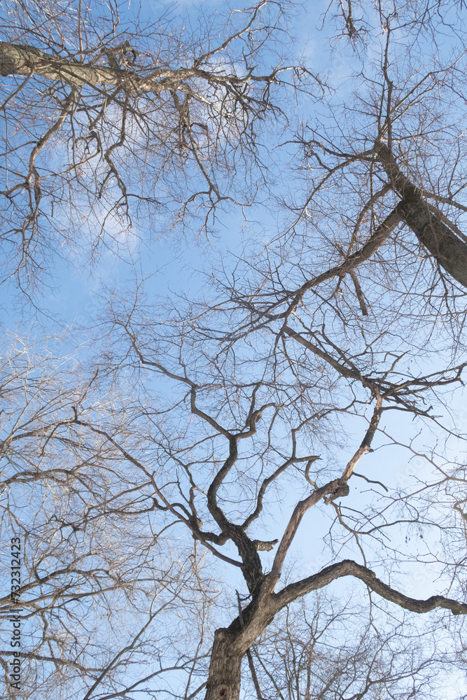 Trees in winter outdoors, in sunny weather and blue sky. Trees in winter outdoors, in sunny weather and blue sky.