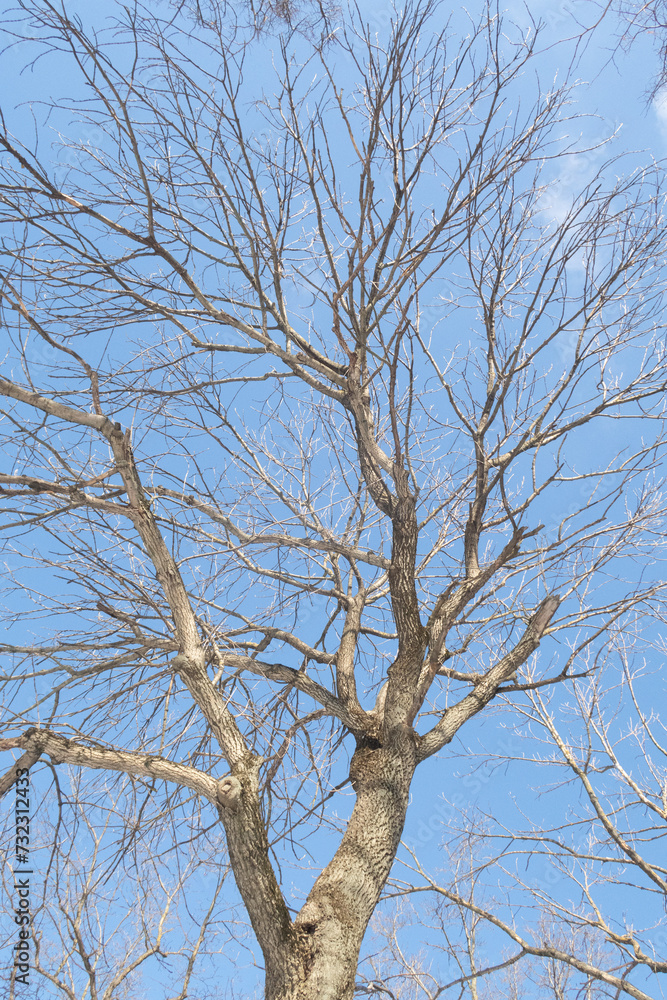Trees in winter outdoors, in sunny weather and blue sky. Trees in winter outdoors, in sunny weather and blue sky.