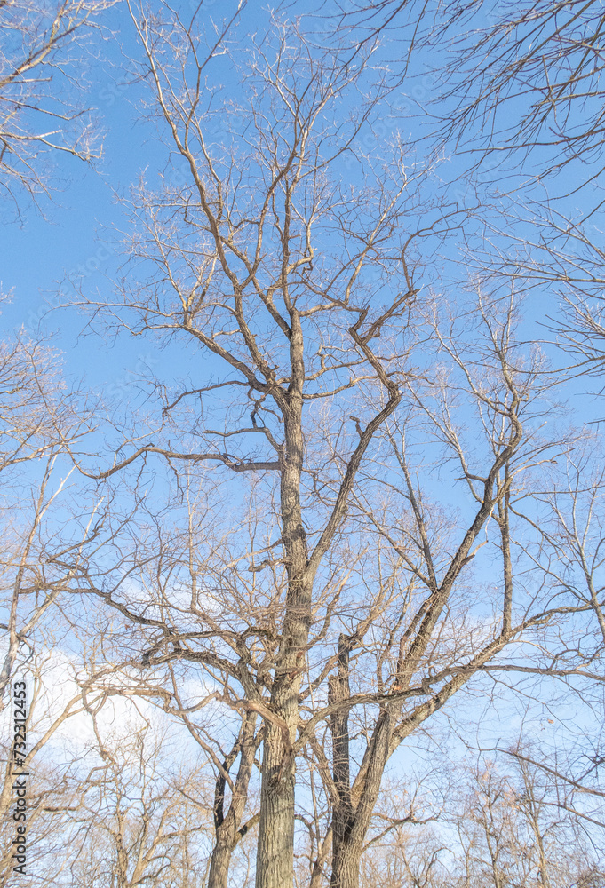 Trees in winter outdoors, in sunny weather and blue sky. Trees in winter outdoors, in sunny weather and blue sky.