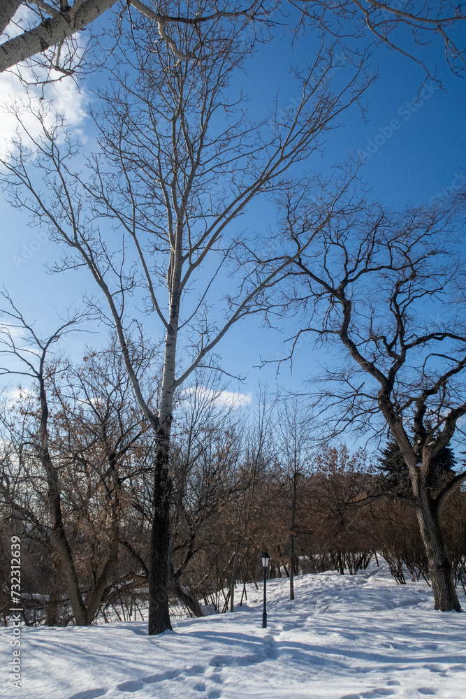 Trees in winter outdoors, in sunny weather and blue sky. Trees in winter outdoors, in sunny weather and blue sky.