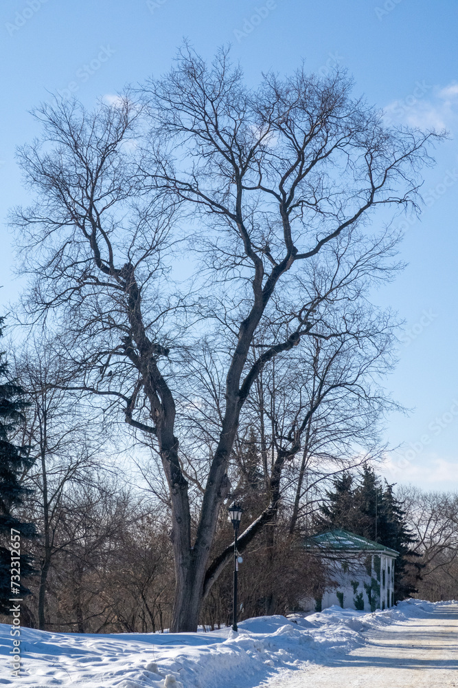 Trees in winter outdoors, in sunny weather and blue sky. Trees in winter outdoors, in sunny weather and blue sky.