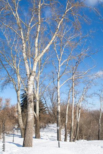 Trees in winter outdoors, in sunny weather and blue sky.