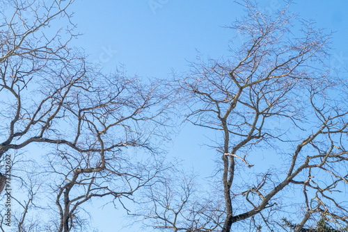 Trees in winter outdoors, in sunny weather and blue sky.