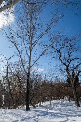 Trees in winter outdoors, in sunny weather and blue sky.