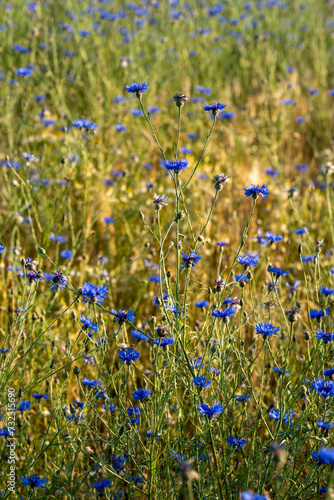 Centaurea cyanus or cornflower growing in a field near Loenen on the Veluwe in the Netherlands.