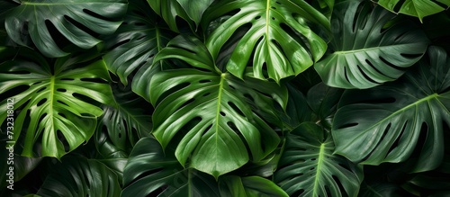 A terrestrial plant with lush green leaves, possibly a groundcover or shrub, showcasing its tropical beauty up close.