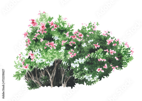 Southern oleander shrub with pink and white flowers. An element of tropical nature. Hand drawn watercolor illustration isolated on white background