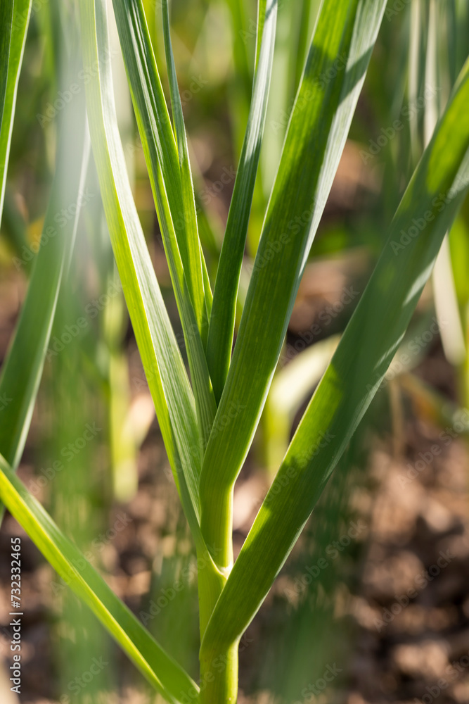a field completely planted with garlic in summer a field completely planted with garlic in summer