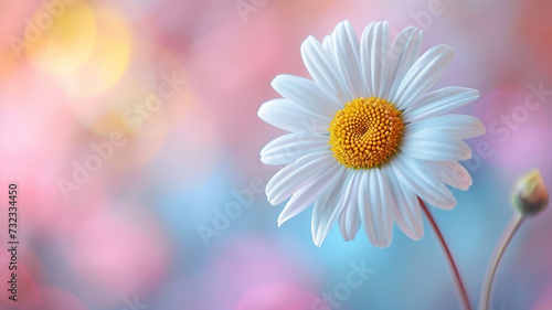 .An image of a delicate daisy with a simple message of empowerment
