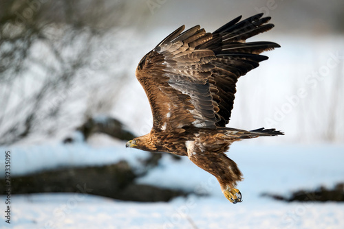 Golden eagle (Aquila chrysaetos)
