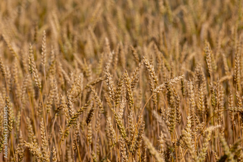 monoculture golden mature wheat in the field