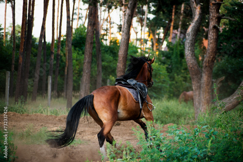 horse near the forest  © Катерина Лукашенко